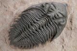Stunning Metacanthina Trilobite - Lghaft, Morocco #359153-1